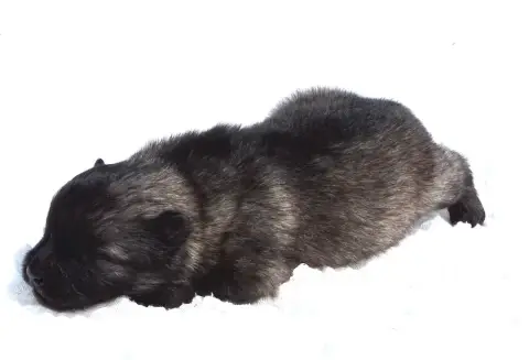 Spitz Allemand  Chiot photo 2