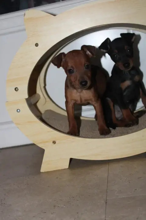 Pinscher Nain  Bloom Angel Killer photo 2