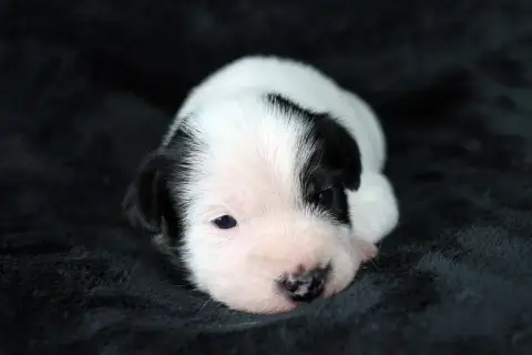 Parson Russell Terrier  Chiot 4 Des Very Important Pa f4d66 photo 3