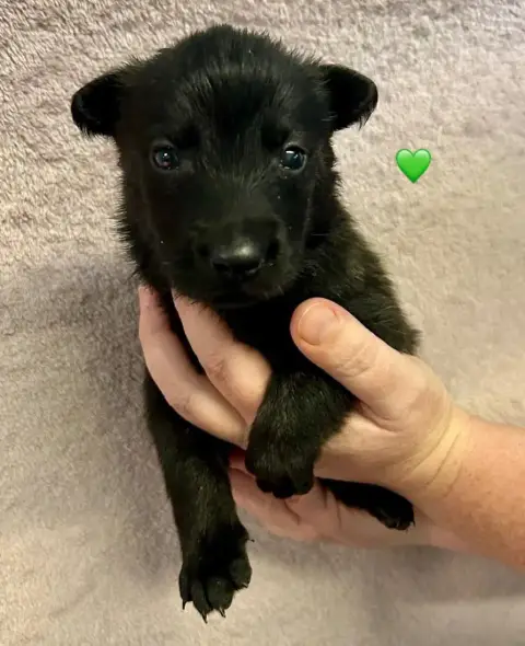 Berger Hollandais  Chiot Vert Du Domaine De Tanaris ee0ec photo 3