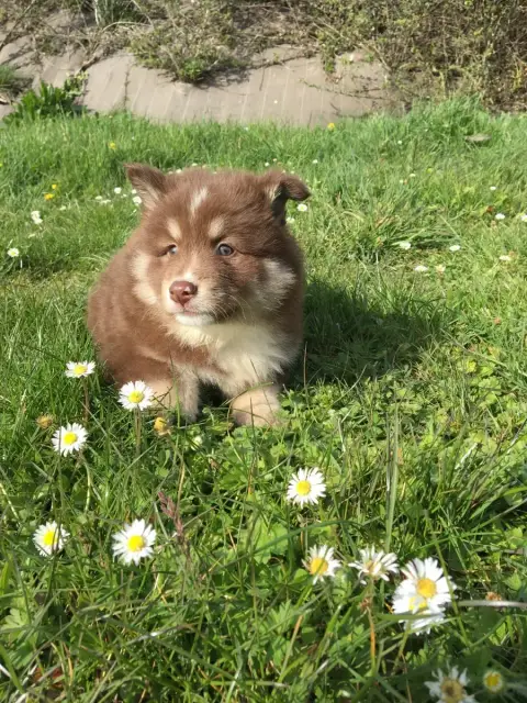 Chien Finnois De Laponie  Blake Du Domaine Des Trolls 894aa