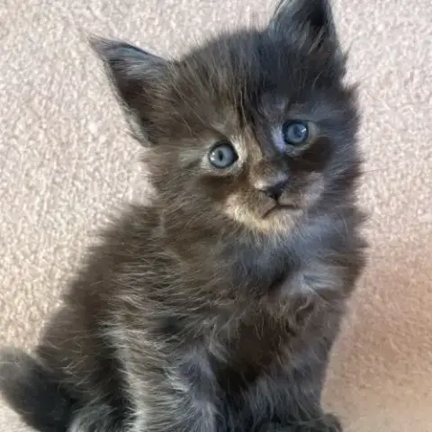 Chaton Maine Coon Femelle Polydactile