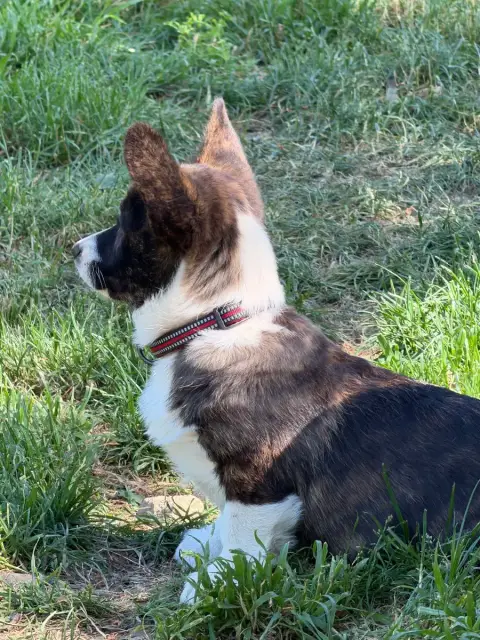 Welsh Corgi Cardigan  Banos De La Lande D'Escurat photo 2