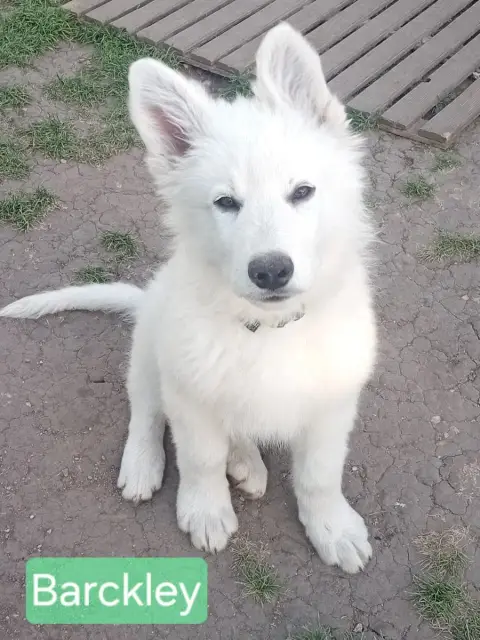 Berger Blanc Suisse  Barckley De La Légende Boréale a4c40