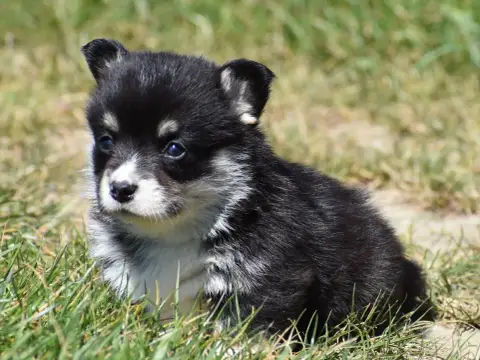 Welsh Corgi Pembroke  Blaise De La Folle Emprise photo 2