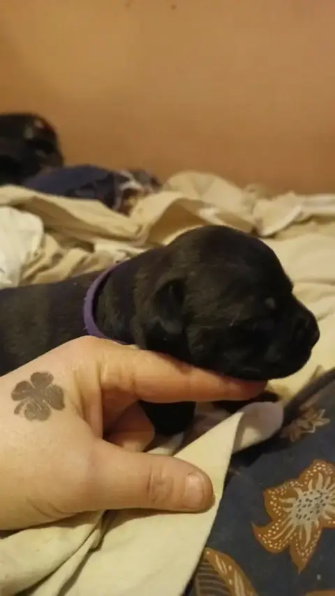 Staffordshire Bull Terrier  Chiot N°3 Du Temple Des G 1dd57