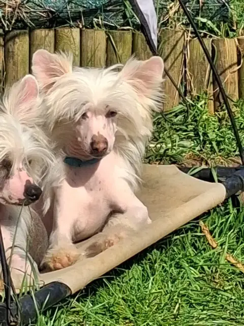 Chien Chinois À Crête  Astor Des Trésors Des Petites  9b265