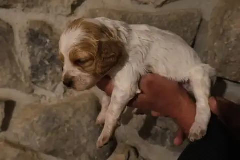 Epagneul Breton  Chiot 5 Des Terres Aniciennes photo 3