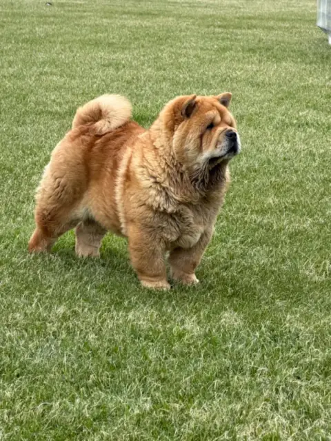 Chow Chow  Chiot 1 North Mans photo 2
