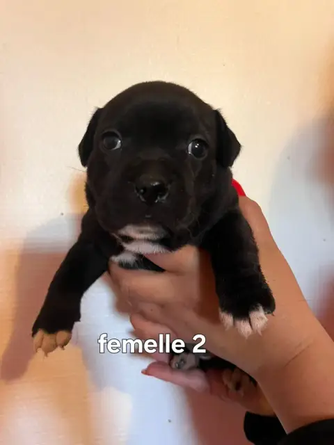 Staffordshire Bull Terrier  Chiot N°2 photo 2