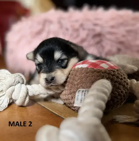 Chien Finnois De Laponie photo 2