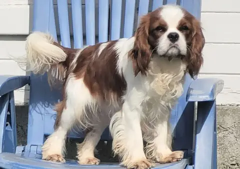 Cavalier King Charles Spaniel  Bonnie Tyler Du Mas De 1cf5e photo 3