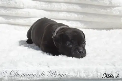 Staffordshire Bull Terrier  Chiot N°4 Du Domaine De R 12018