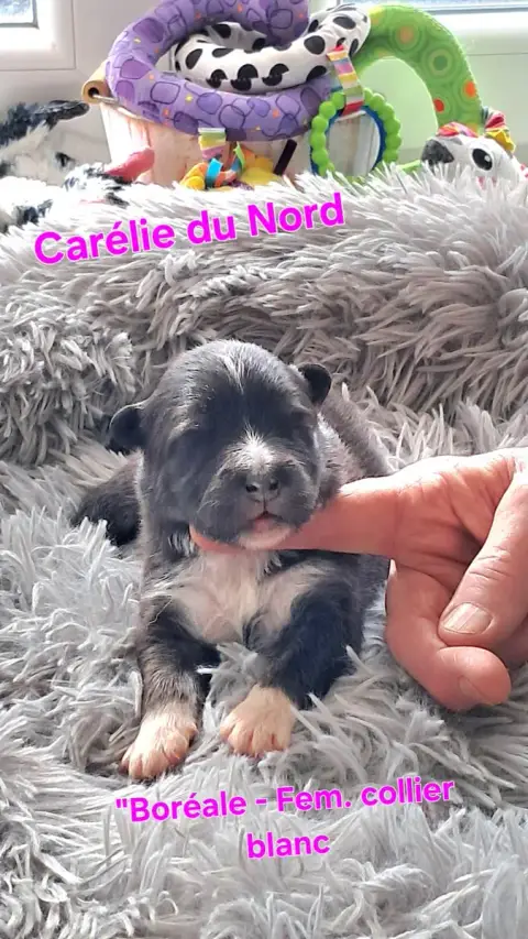 Chien Finnois De Laponie  Chiot Femelle Collier Rose  95b5b