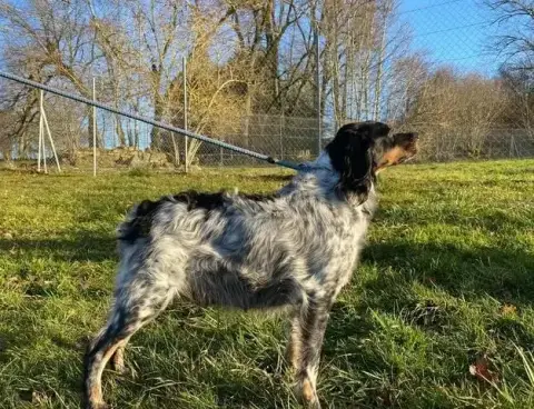 Epagneul Breton  Collier Blanc Du Domaine De La Villa b8d0b photo 3