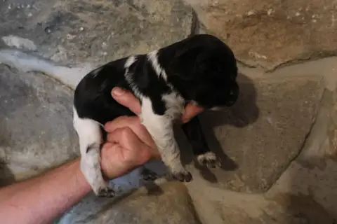 Epagneul Breton  Chiot 3 Des Terres Aniciennes photo 2