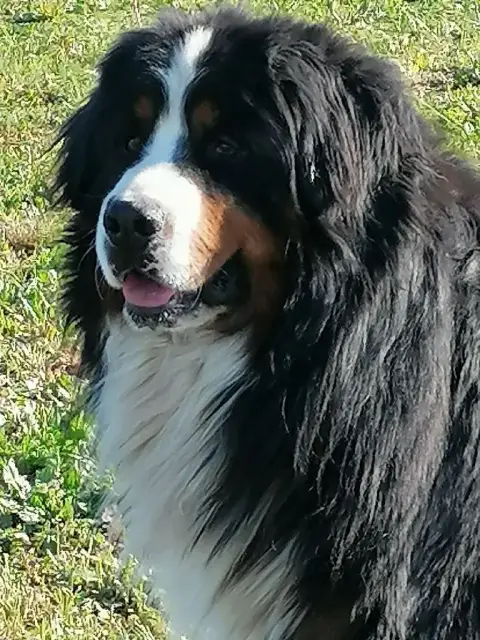 Bouvier Bernois  Chiot N°3 Du Domaine De La Rocherie 49d82 photo 3