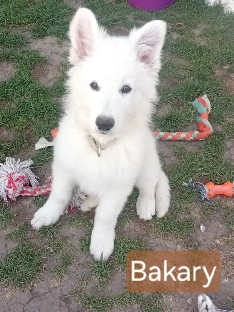 Berger Blanc Suisse  Bakary De La Légende Boréale