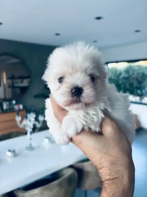 Bichon Maltais  Chiot 2 Jet Set'S Blue Star