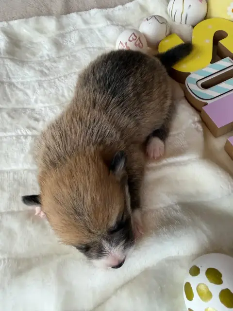 Welsh Corgi Pembroke photo 2