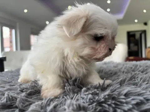 Bichon Maltais  Chiot N°1 Du Domaine De L'Écaillon photo 2