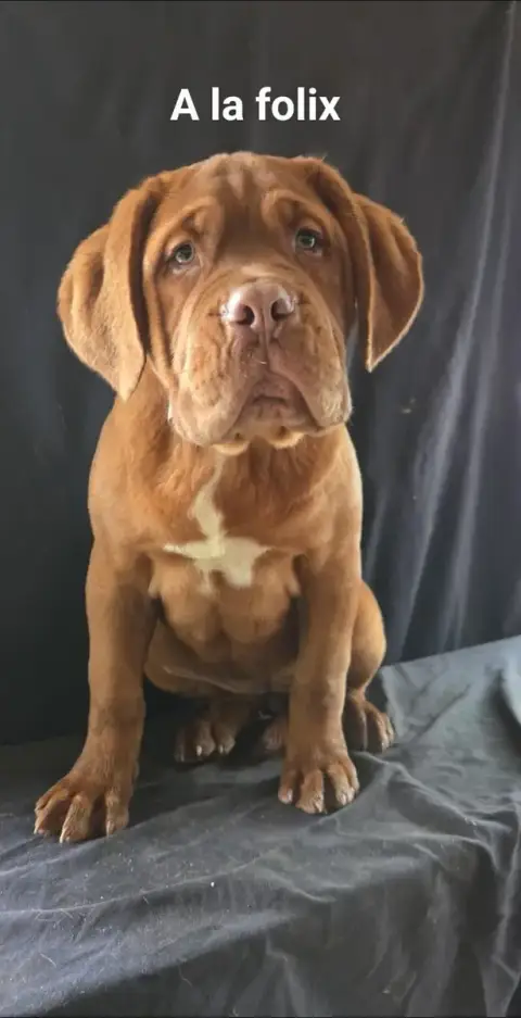 Dogue De Bordeaux  A La Folix De L'Etoile Filante De  4b222