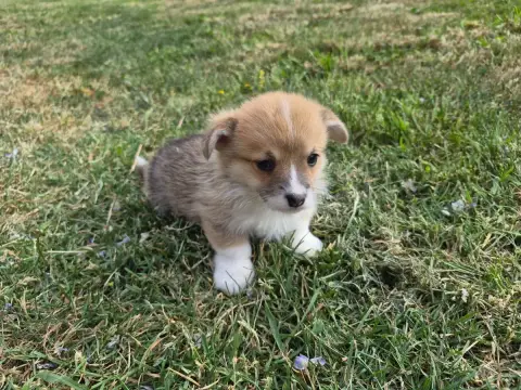 Welsh Corgi Pembroke  B... De Paline photo 2
