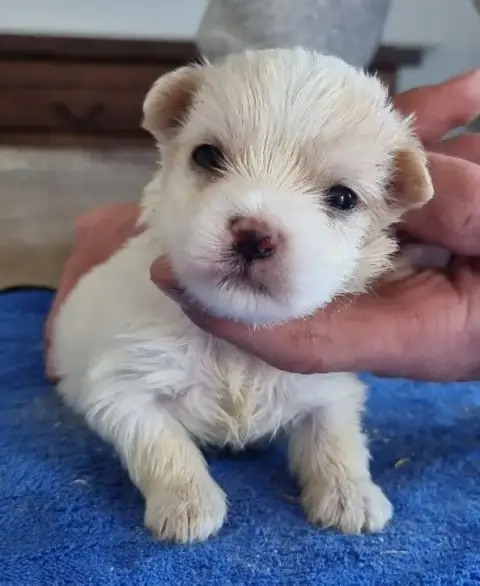 Coton De Tulear  Chiot N°1 Des Hirondelles Du Voyage 66ebc photo 3