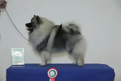 Spitz Allemand  Chiot photo 3