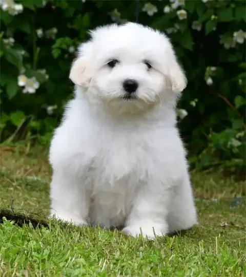 Coton De Tulear  Chiot N°7 De Dame Nature photo 3