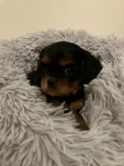 Cavalier King Charles Spaniel  Chiot N°4 Du Mont D'Am 2e8bc photo 2