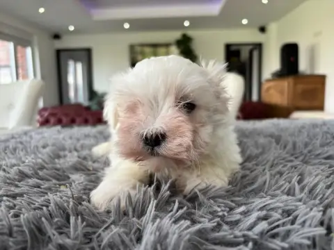 Bichon Maltais  Chiot N°2 Du Domaine De L'Écaillon photo 3
