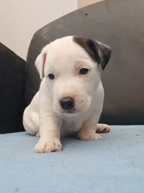 Jack Russell Terrier  Chiot N°2 Du Domaine De La Roch 1c83d