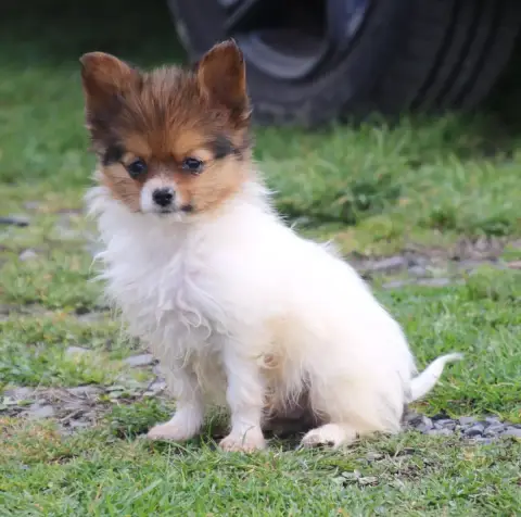 Epagneul Nain Continental (Papillon)  Alfy Du Domaine 94ad3