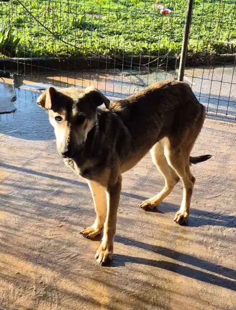 Chien Nu Mexicain  Avril