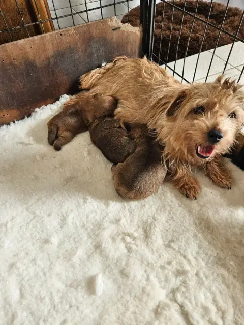 Norfolk Terrier  Chiot N°3 Des Sables Du Nord photo 2