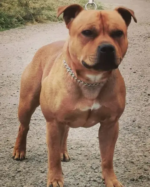 Staffordshire Bull Terrier  Chiot 3 Les Trésors De Co 10ea1 photo 2