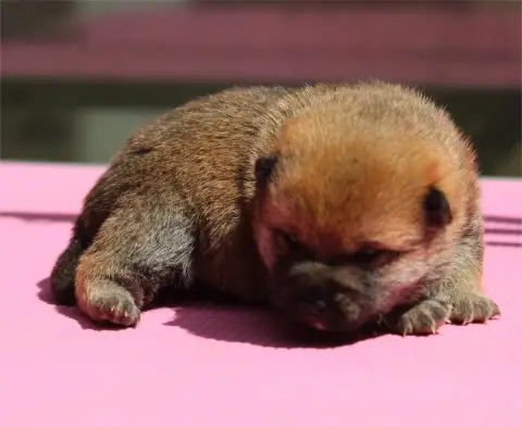 Shiba  Chiot N°2 De L'Orée Du Bois De La Raminerie