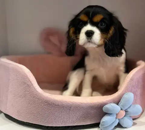 Cavalier King Charles Spaniel  Burberry Des Lys Des C 5960b photo 3