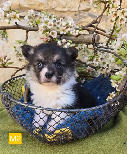 Welsh Corgi Pembroke  Chiot N°2 Domaine Du Mont Tourn 7d434 photo 3
