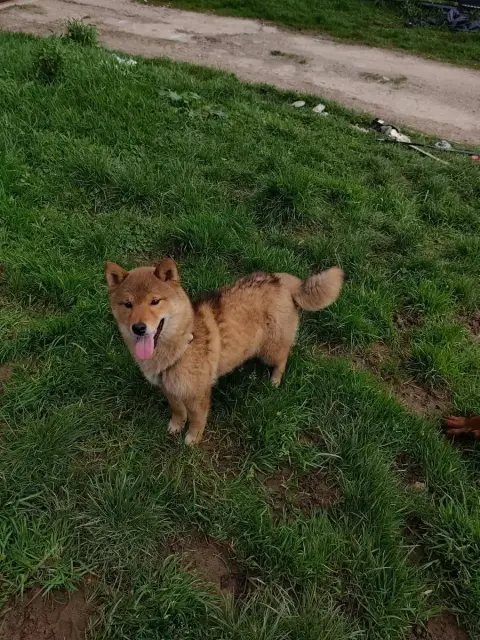 Shiba  Aika Du Domaine Menez Niji photo 2