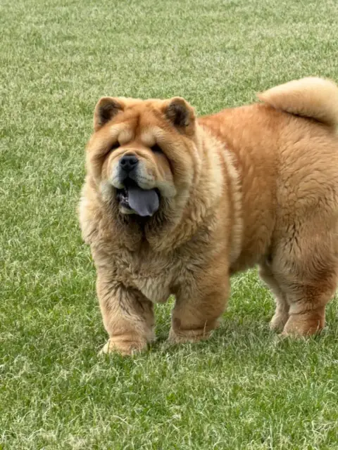 Chow Chow  Chiot 1 North Mans