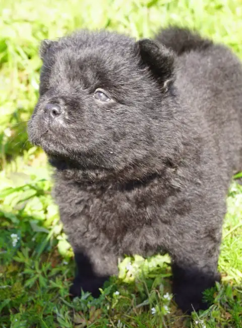 Chow Chow  Bessy Des Bambous De Shunan