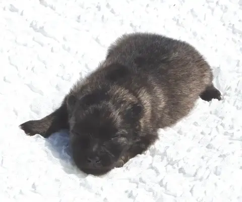 Spitz Allemand  Chiot photo 3