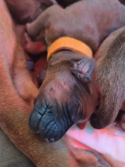 Rhodesian Ridgeback  "Collier Orange " Du Domaine De  76ec4