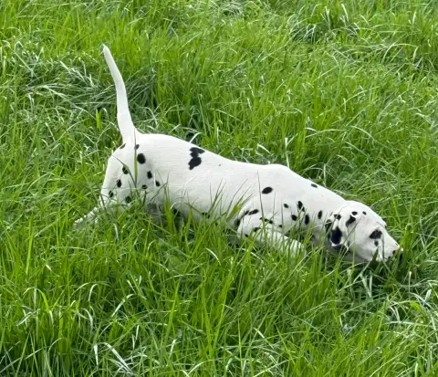 Dalmatien  Chiot 4 Valma'S Signature photo 3