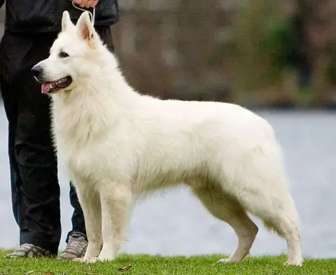 Berger Blanc Suisse  Arkan Des Gardiens De Sauron photo 2