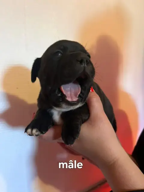 Staffordshire Bull Terrier  Chiot N°1 photo 2