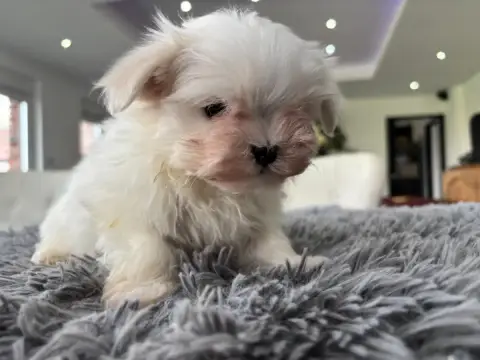 Bichon Maltais  Chiot N°1 Du Domaine De L'Écaillon photo 3