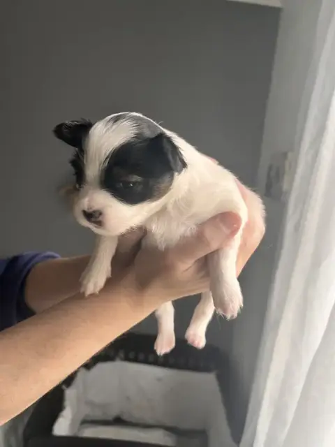 Epagneul Nain Continental (Papillon)  Chiot 1 De La R 1f088